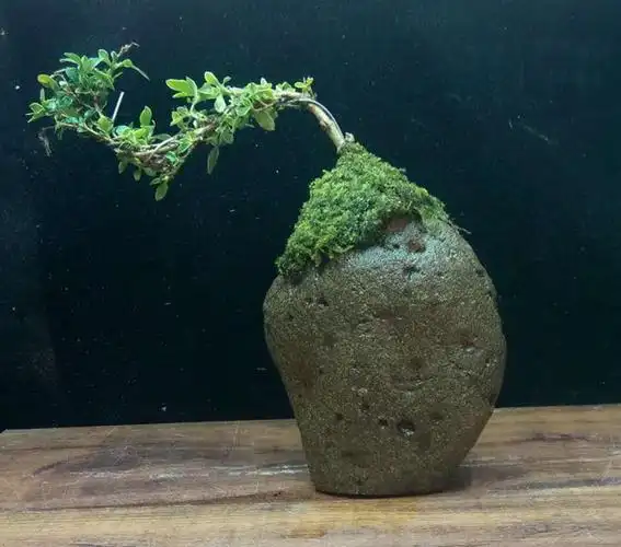 天然石头倒扣六月雪悬崖式微景观附石菖蒲盆景