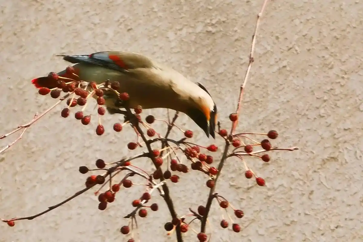 一只站在树上的鸟儿,从来不会害怕树枝会断裂,因为它相信的不是 - 抖