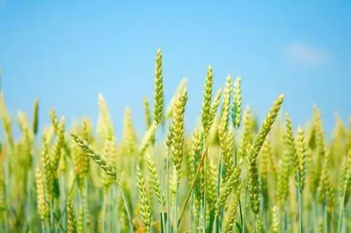 麦子吐穗,竖起尖尖麦芒;枝叶光润,庄稼茁壮生长.