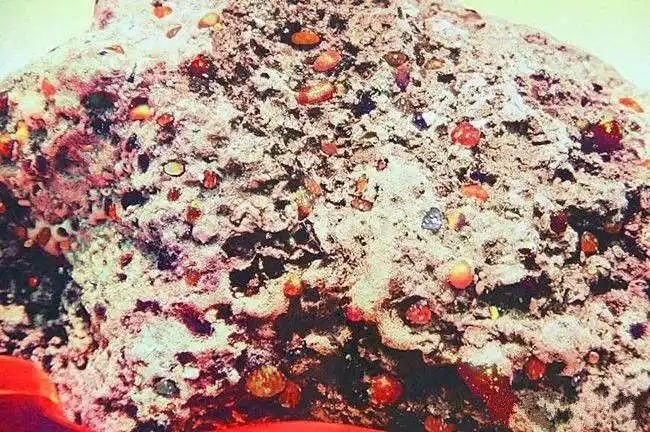 南怀瑾舍利子真图真实揭秘