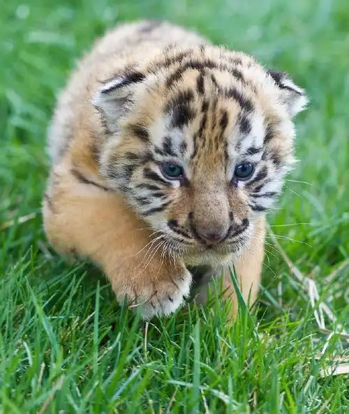 被小老虎萌到了##夏日解忧放映会