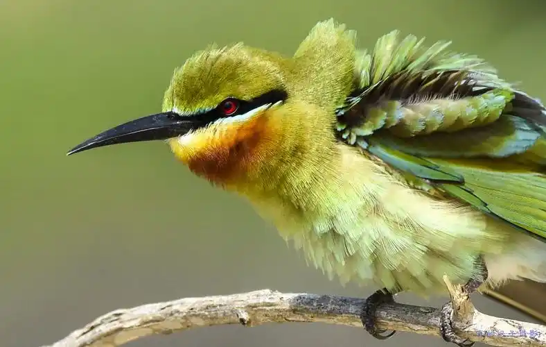 中国最美小鸟之蜂虎鸟(真的汉子作品选三)