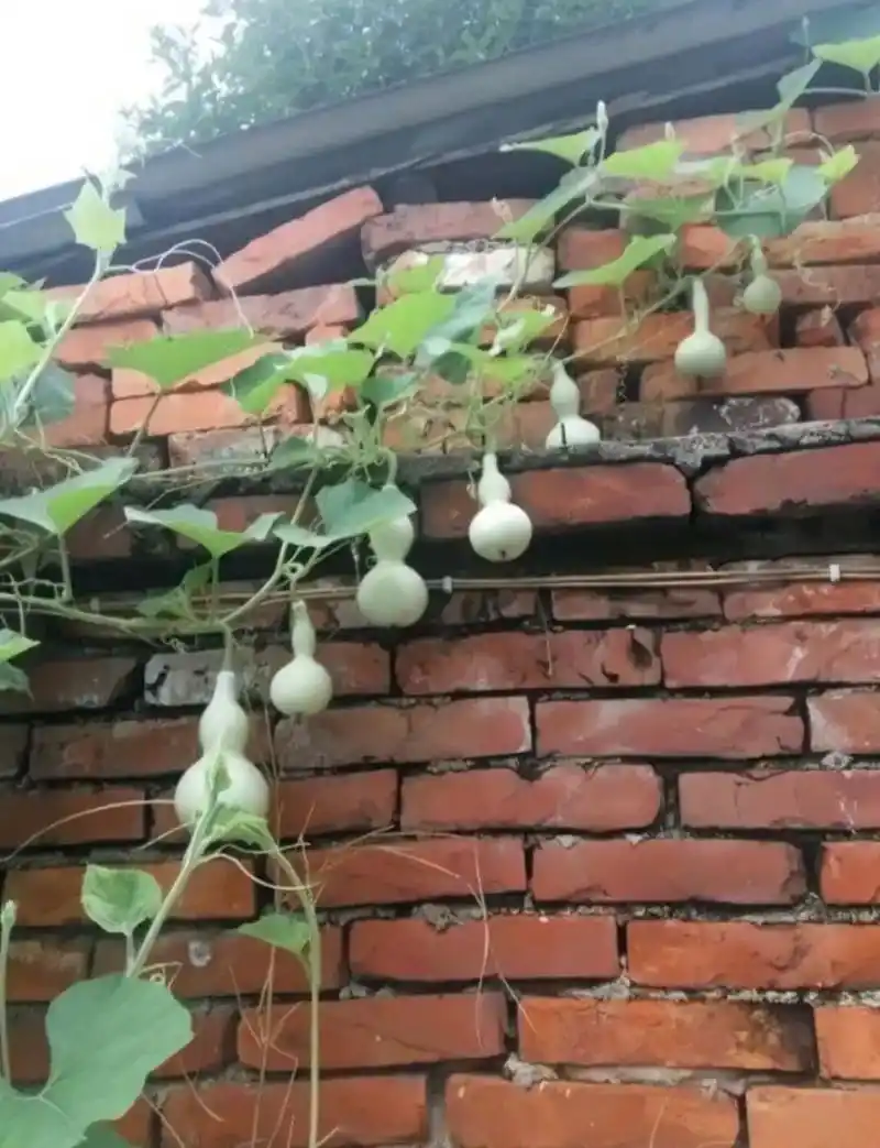 藤上结了七个葫芦了,我可以当爷爷了吗?