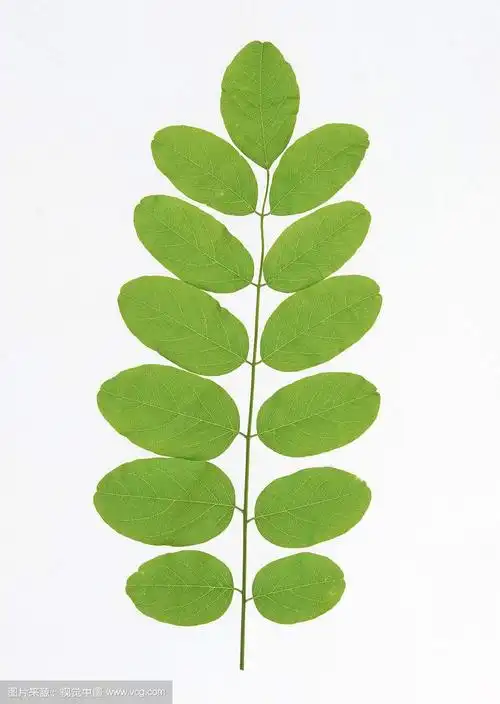 小叶:洋槐小叶为卵状椭圆形,先端圆或微凹;国槐小叶为卵状长圆形,先端