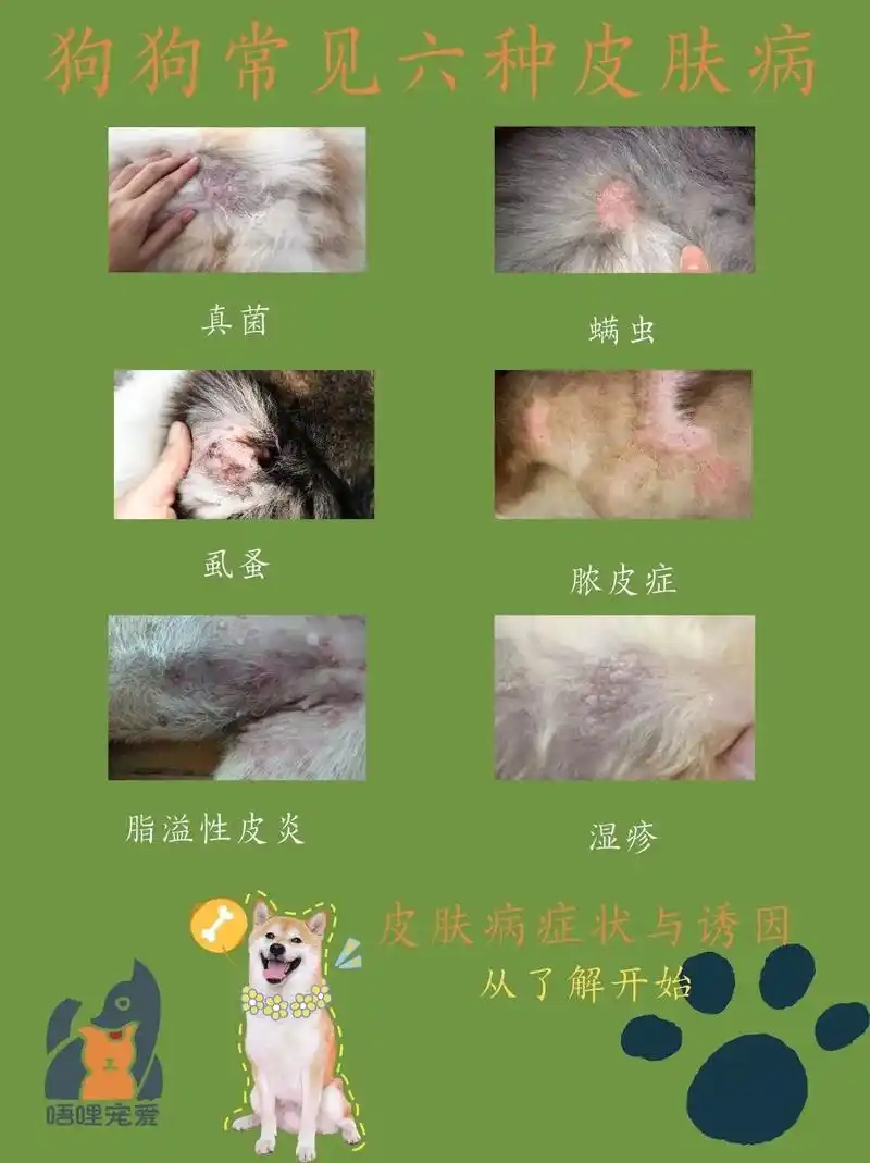 狗狗常见66615种皮肤病.