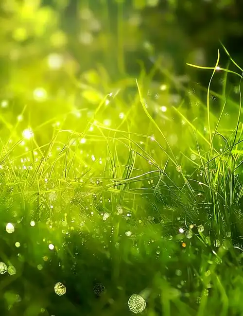 🌱青青草地,大自然的绿色乐章🎶