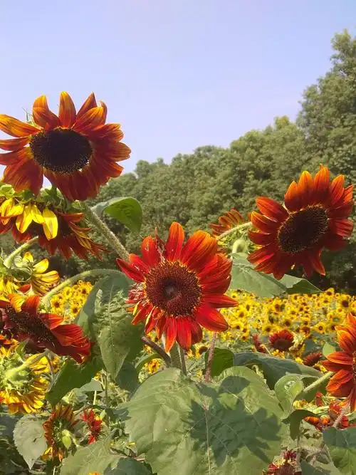 写美篇         向日葵,向阳而开的花,开起来就像阳光般灿烂,颜色里巳