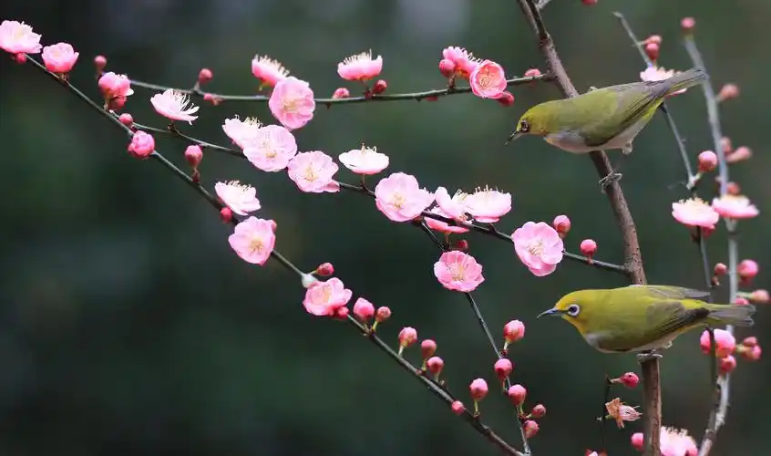 宜昌市滨江公园鸟语花香春意浓