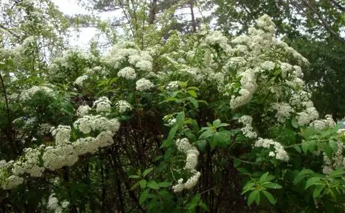 日月峡中草药:绢毛绣线菊