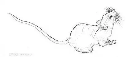 素描图片 在跑的老鼠