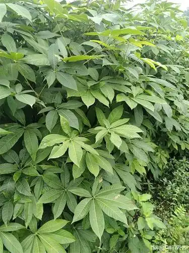 七叶树的栽种和管理方法