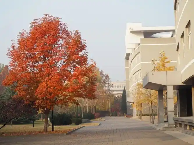 七叶树是世界著名的四大行道树(七叶树,悬铃木,榆树,椴树)及五大观赏