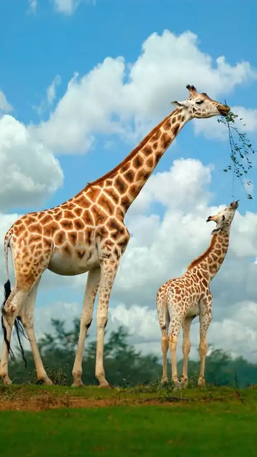 【长颈鹿】 素材 壁纸 小清新 元素 治愈系 呆萌 || {梦念花情月落樱}