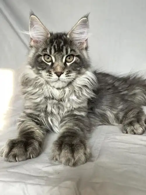 上海缅因猫丨蓝虎斑缅因猫弟弟