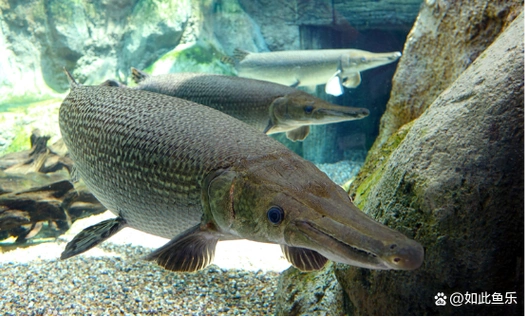 第10名 鳄雀鳝最近看到有个鱼友问我,想在家鱼缸养些大型的观赏鱼