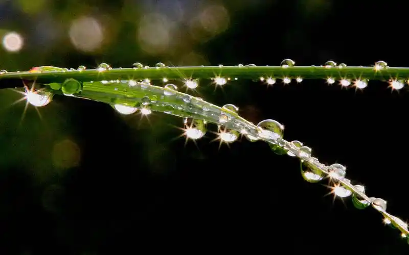 雨露,阳光——生命之源