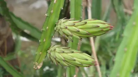 火龙果花苞期,牢记这两步,果实才会更大-生活-高清完整正版视频在线