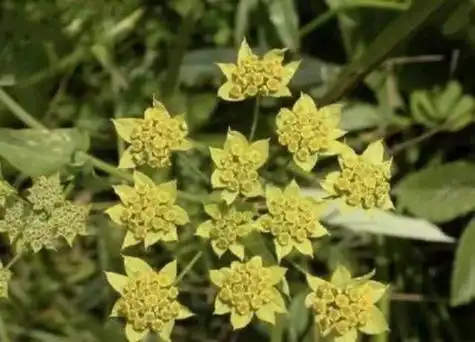 滇柴胡的功效与作用及药用价值