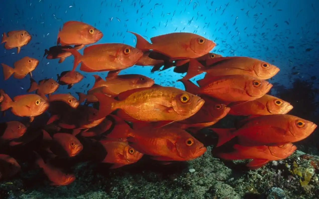 海底世界唯美高清电脑桌面壁纸