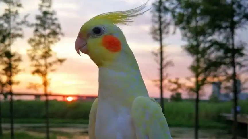 红脸高趴玄凤鹦鹉及红脸中趴玄凤鹦鹉开箱视频