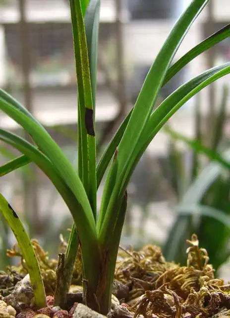 请欣赏春兰**的心叶-以兰会友-中国兰花交易网社区