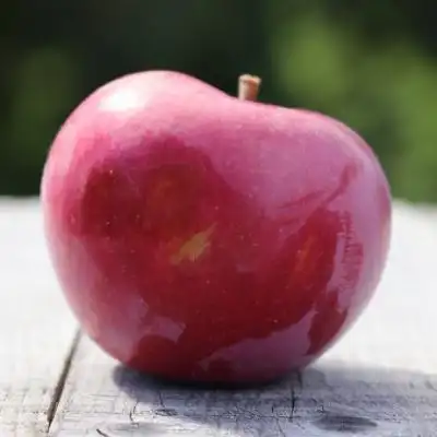 红苹果微信头像,挂在枝头的苹果图片