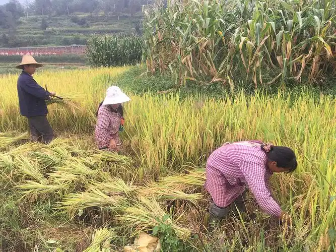 金秋稻飘香农民收割忙