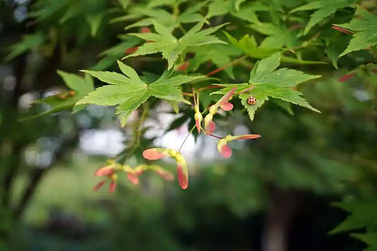 其它 可爱的翅果 写美篇鸡爪槭(又名:鸡爪枫),落叶小乔木 花紫色,杂性