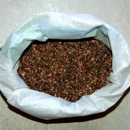 九江杜英种子 江西杜英种子