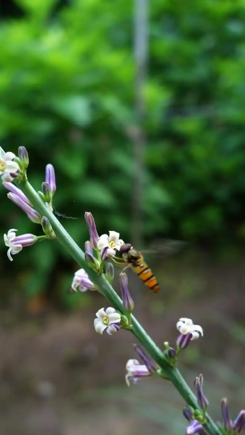 知母(百合科知母属植物)