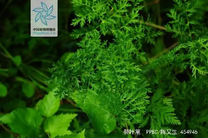 p>裂叶蒿(学名: i>artemisia tanacetifolia /i> linn.