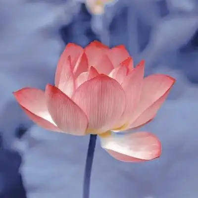 荷花_风景静物头像_我要个性网