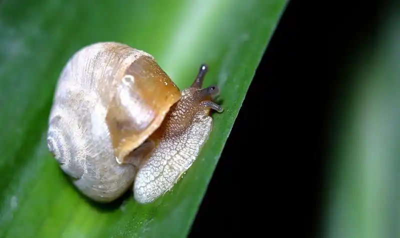 百微 夜探小蜗牛