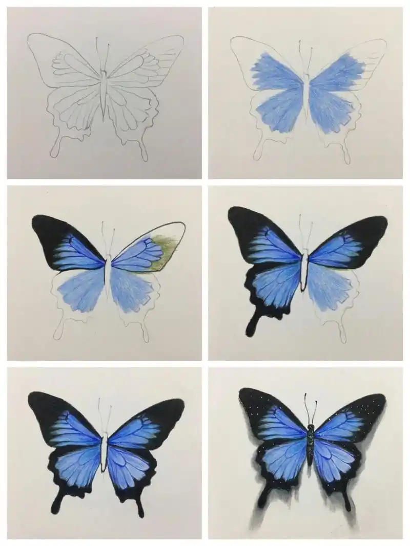 彩铅蓝色蝴蝶03画法(含详细绘画过程图)