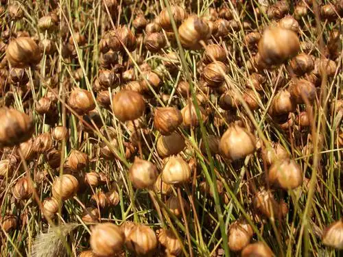 胡麻的主要用途