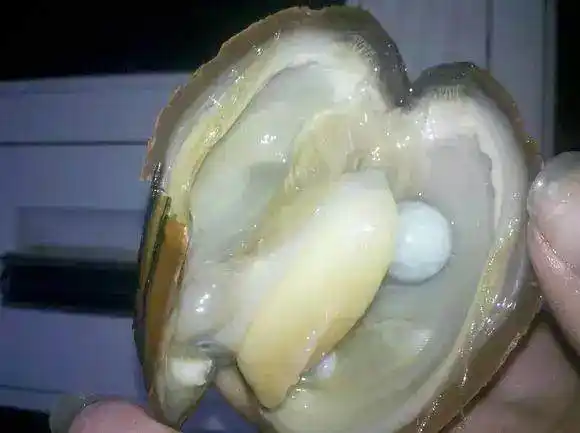 农村大爷在河里摸河蚌十几年,喜获一枚"巨型"珍珠!