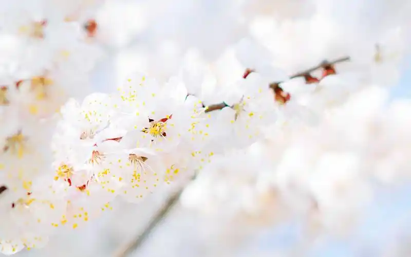 小清新唯美樱花高清图片桌面壁纸