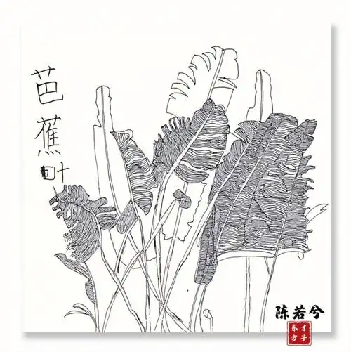 二年级速写第一课芭蕉叶