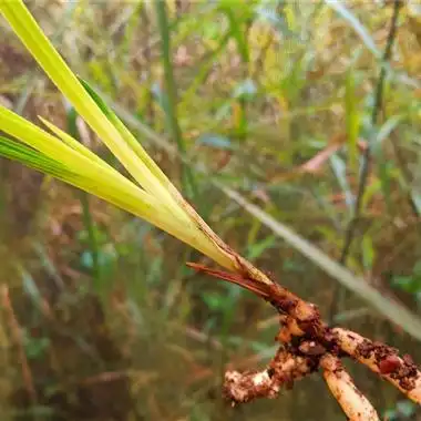 刚刚收到的蕙兰黄心草