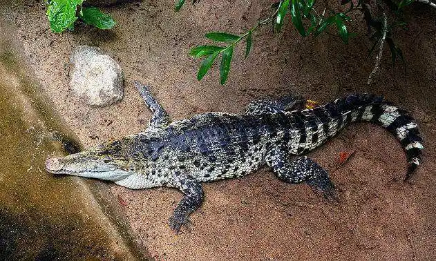 盘点现存的23种鳄鱼,冷酷的爬行巨兽也需要人类的保护