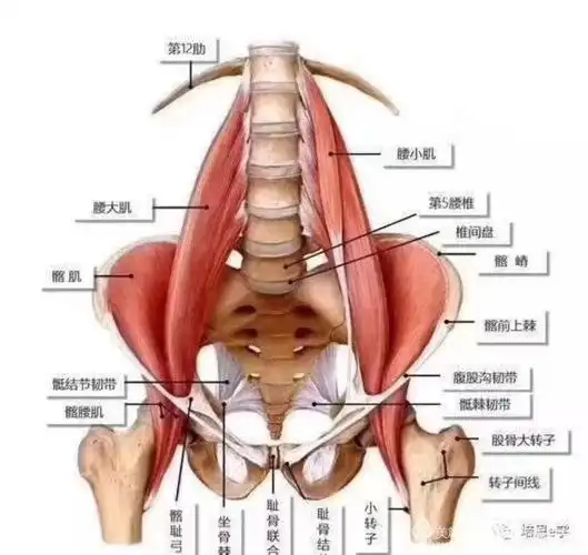 很多人竟然还不知道 写美篇不知"盆底肌"的重要性,只因"它"的位置太