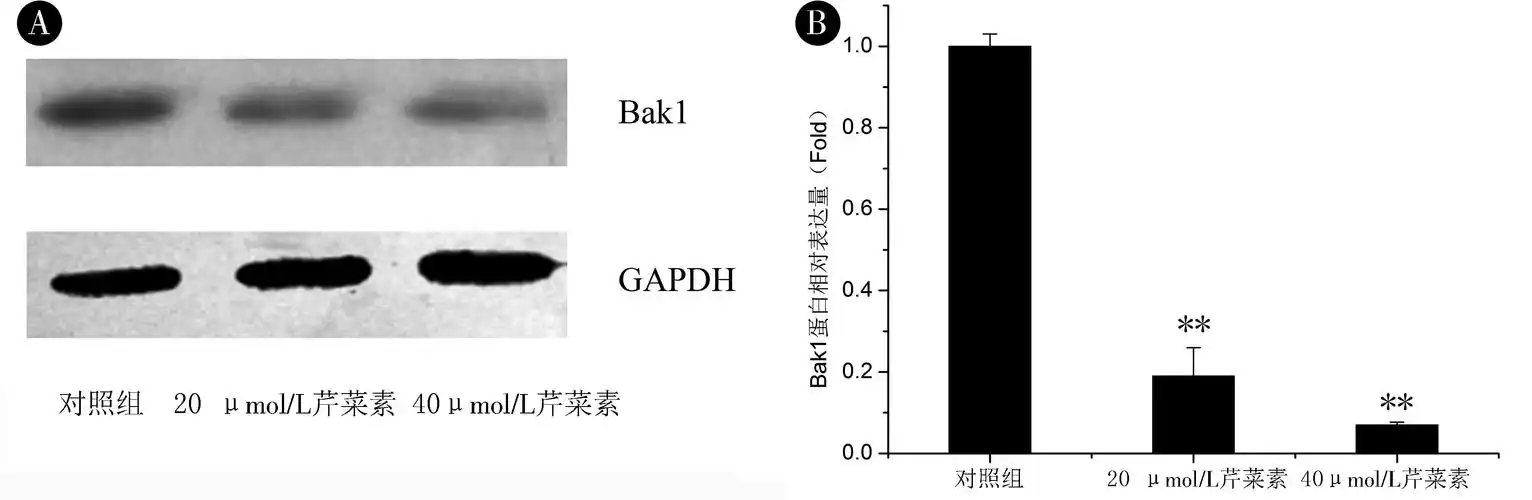 芹菜素对胶质瘤u87细胞的抗增殖作用及其机制研究