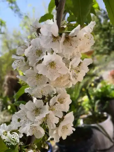 车厘子花,桃花盛开的地方——汉源,也是盛产花椒的地方.