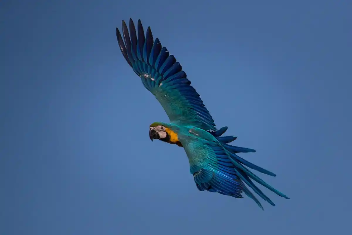 委内瑞拉的蓝黄金刚鹦鹉