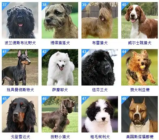 狮城论坛最全狗狗智商排名养松狮的哭晕在厕所07Д