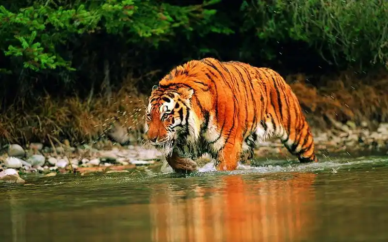 自然动物老虎风景河animalstigerriver壁纸图片