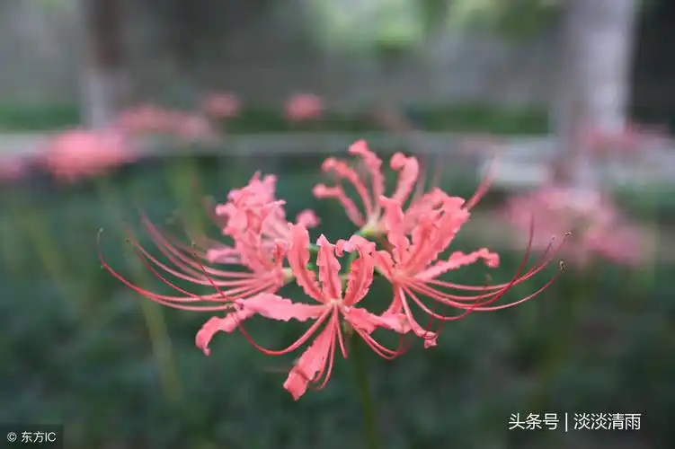彼岸花诗词伤感彼岸花古风凄惨唯美句