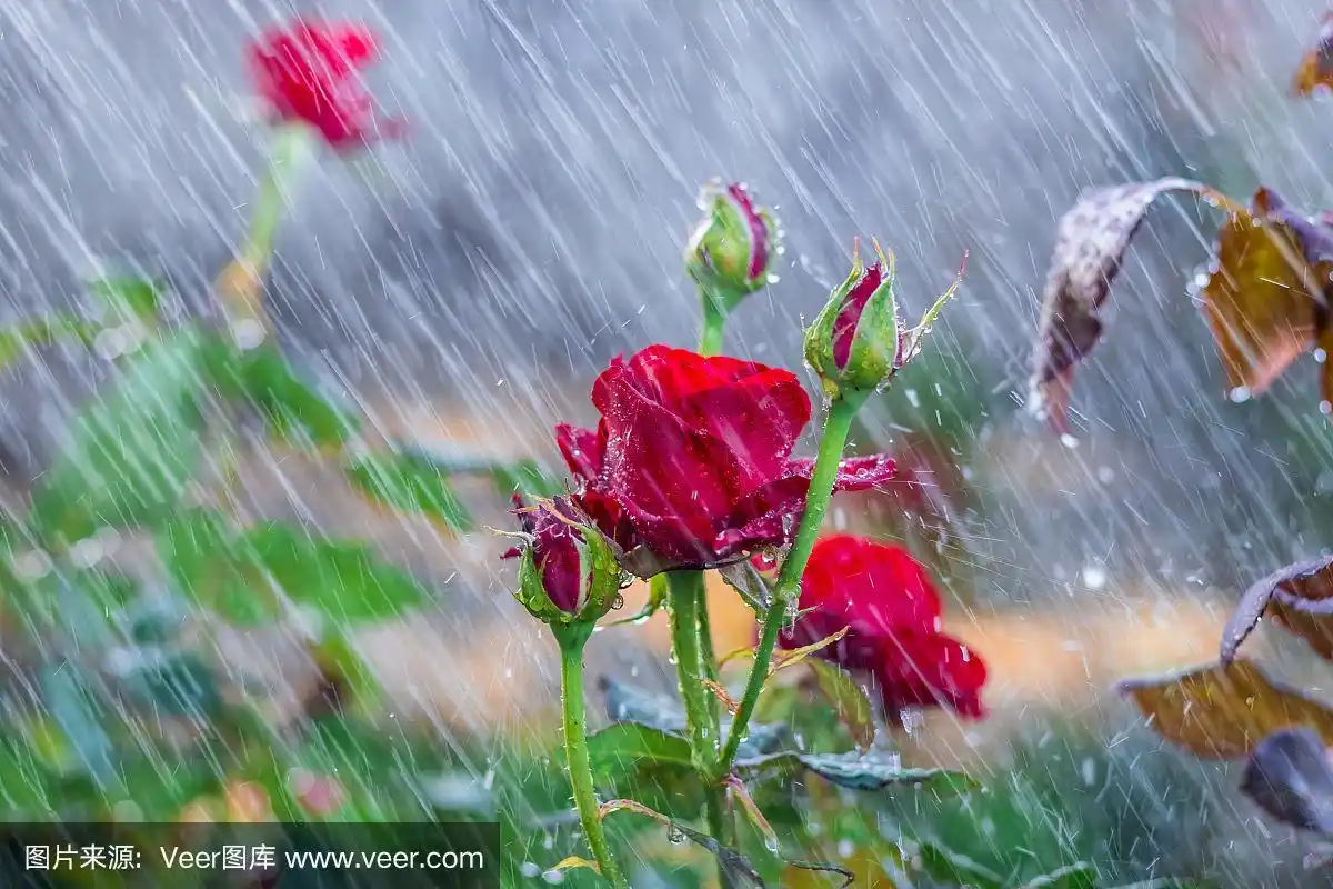 一个美丽的红玫瑰在室外花园在雨中的特写.有选择性的重点