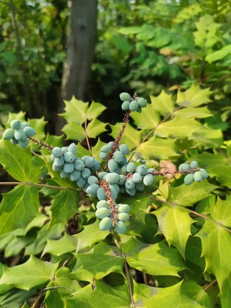 阔叶十大功劳 别名:土黄柏,土黄连,八角刺,刺黄柏,黄天竹 花期3-5月