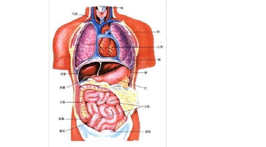 人体五脏六腑器官分布图